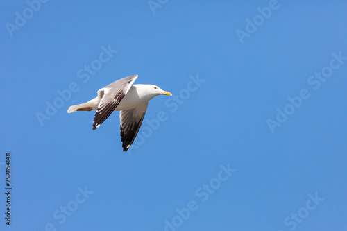 European Herring gull flying in a blue sky in Saudi Arabia Jeddah. © Rahul