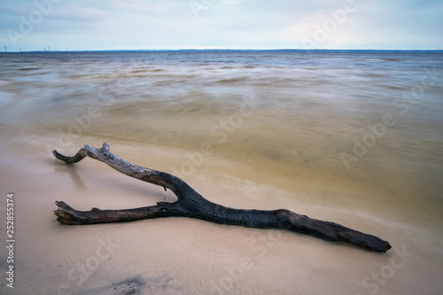 Dead wood in the sea. A snag on the sand of the beach