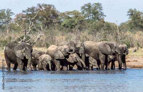 elephant herd at the river, drinking 
