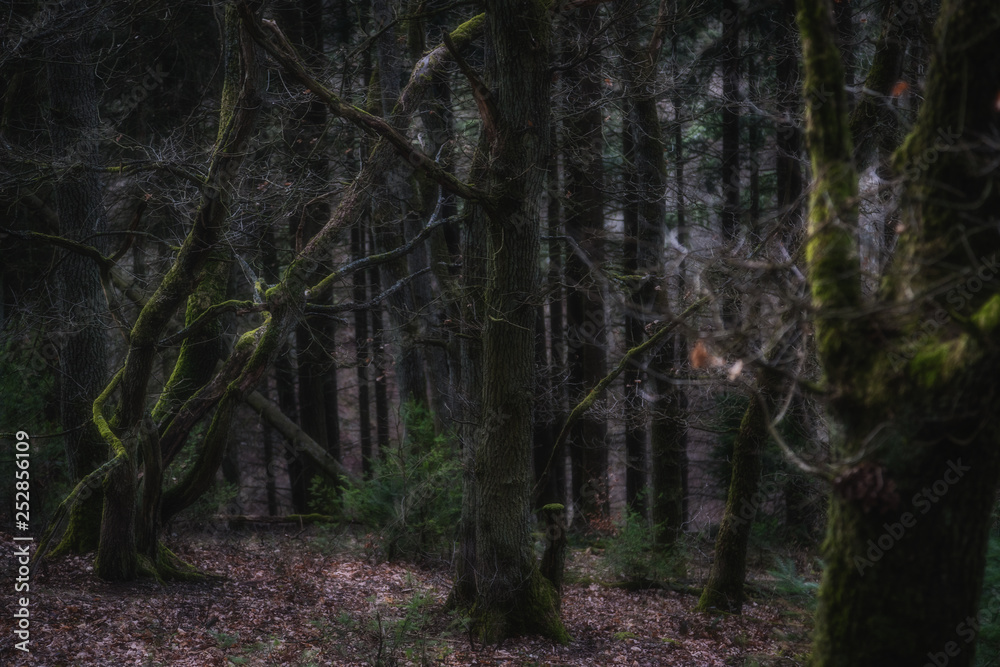 Obraz premium Crooked Trees