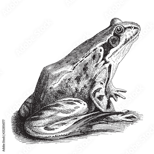 Common Frog (Rana temporaria platyrrhinus) / vintage illustration from Meyers Konversations-Lexikon 1897
