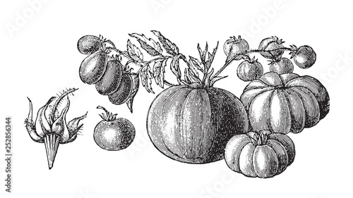 Set of tomatoes  Lycopersicum esculentum  - vegetable   vintage illustration from Meyers Konversations-Lexikon 1897