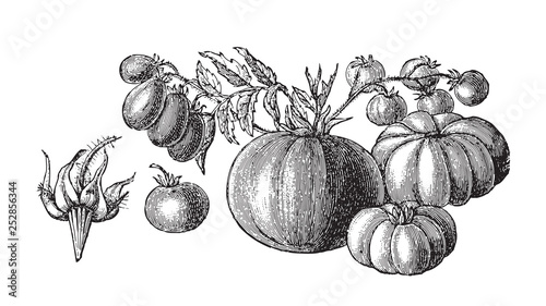 Set of tomatoes (Lycopersicum esculentum) - vegetable / vintage illustration from Meyers Konversations-Lexikon 1897