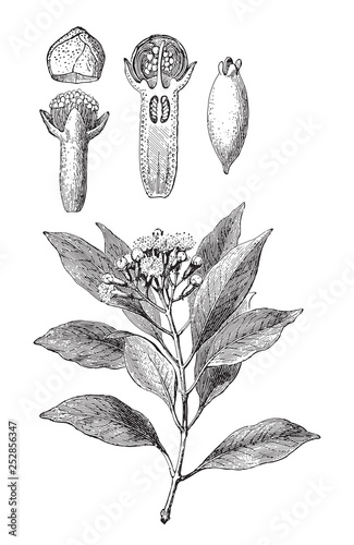 Clove (Caryophyllus aromaticus) / vintage illustration from Meyers Konversations-Lexikon 1897