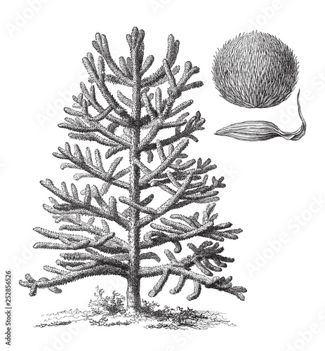 Monkey-puzzle Tree (Araucaria araucana) / vintage illustration from Meyers Konversations-Lexikon 1897 photo