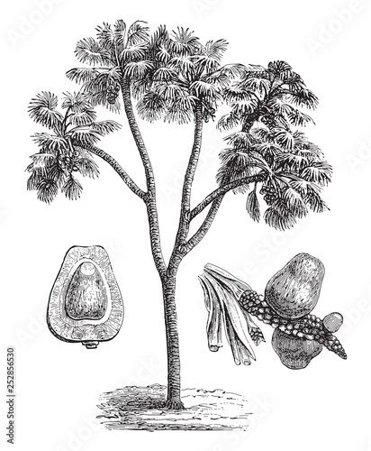 Doum palm (Hyphaene thebaica) / vintage illustration from Meyers Konversations-Lexikon 1897 photo