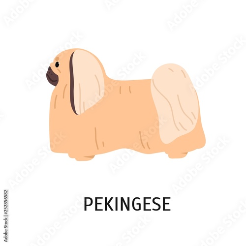 Pekingese or Chinese Spaniel photo