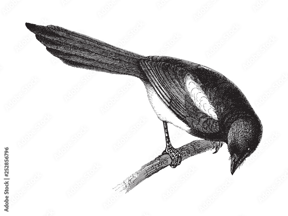 Obraz premium European Magpie (Pica caudata) / vintage illustration from Meyers Konversations-Lexikon 1897