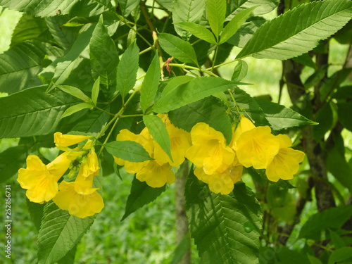Yellow tropical flower, Kerala, Kochi