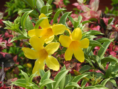 Yellow tropical flower Allamanda  Kerala  Kochi