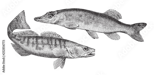 Northern pike (Esox lucius) left and Zander (Lucioperca sandra) right / vintage illustration from Meyers Konversations-Lexikon 1897