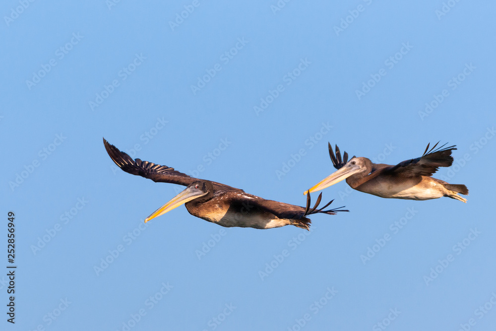 Fototapeta premium 2 brown pelicans in flight