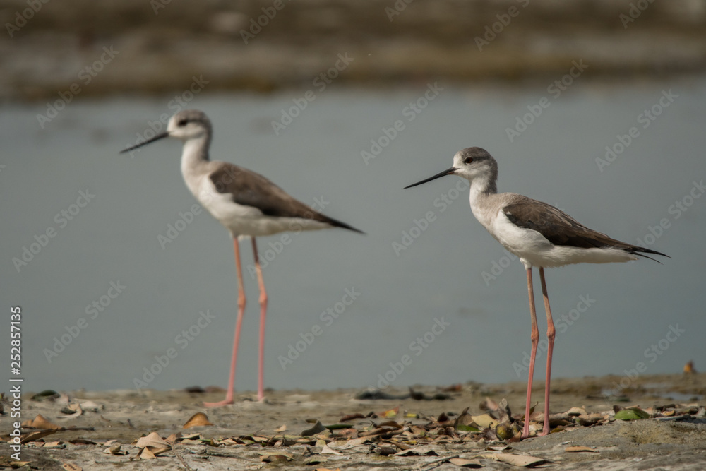 Black-winged stilt / Himantopus himantopus Black-winged stilt / Himantopus himantopus