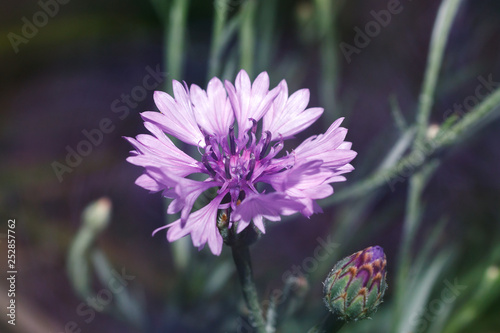 flower of cornflower  violet Centaurea in garden  selective focus
