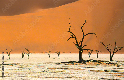 dead trees in Dead Vlei in the red dunes of Namib desert