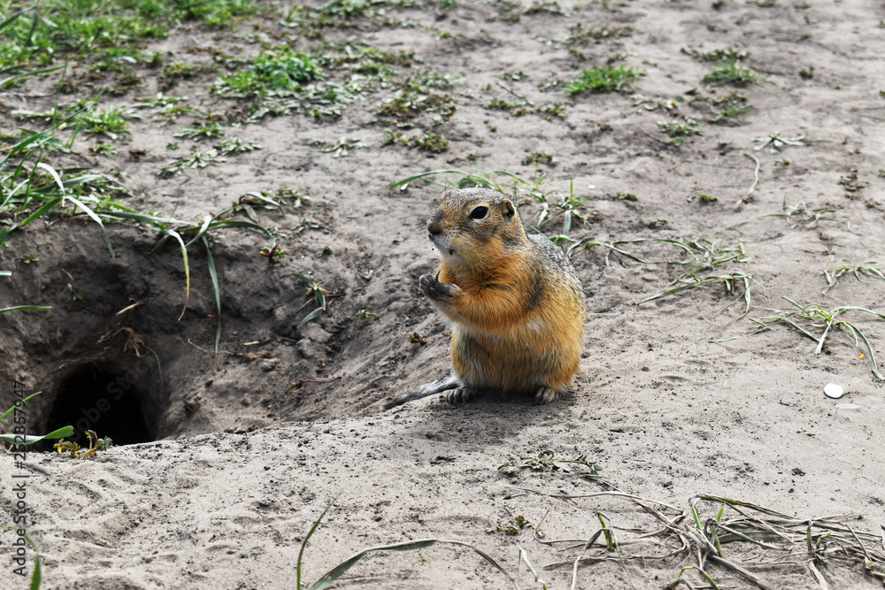 Obraz premium Gopher near his hole