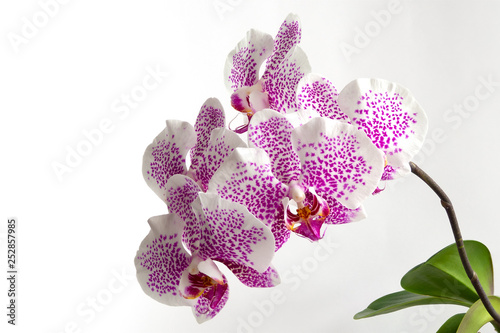 white Orchid, Orchidaceae with purple spots and green leaves