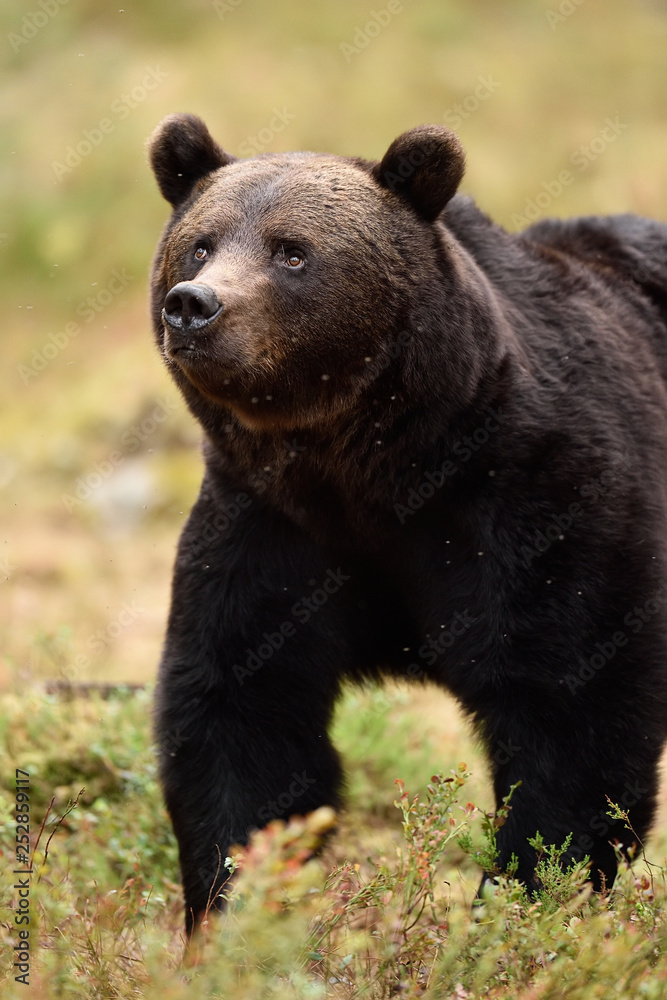 Close up of adult European brown bear in forest Close up of adult European brown bear in forest