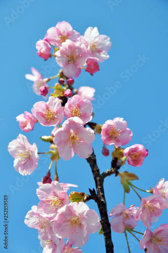 さくら 桜 サクラ
