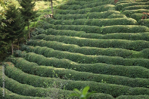 green tea garden.Rize Turkey