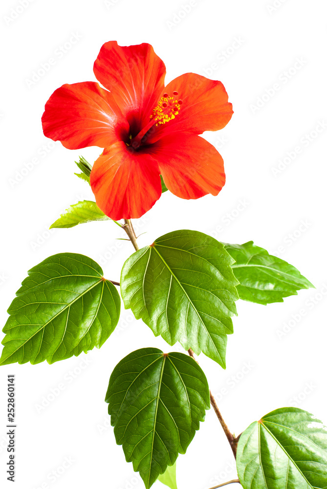 Red hibiscus flower isolated on white background