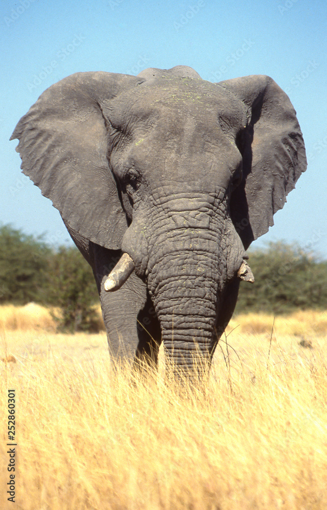 Fototapeta premium big elephant from the front, close