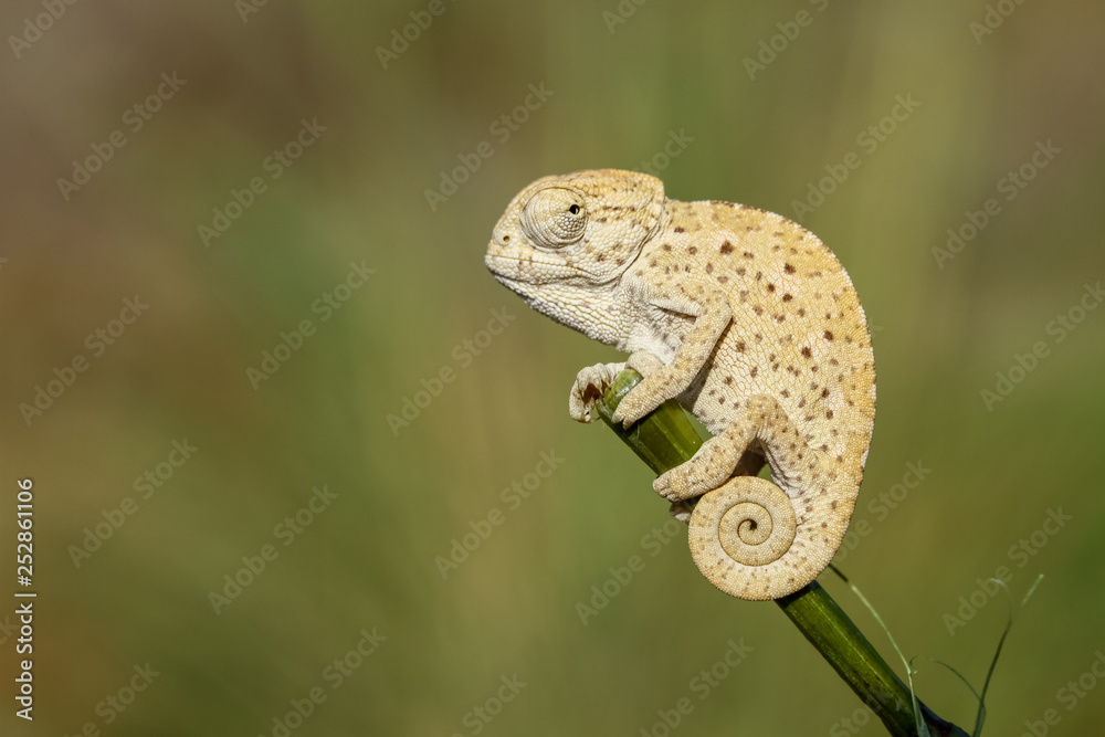 chameleon on a branch