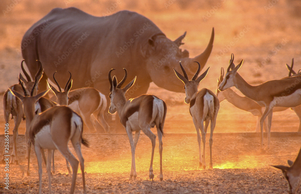 Fototapeta premium springboks and rhino in dusty red evening light 