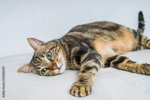 Beautiful short hair cat lying on the bed at home © Krakenimages.com