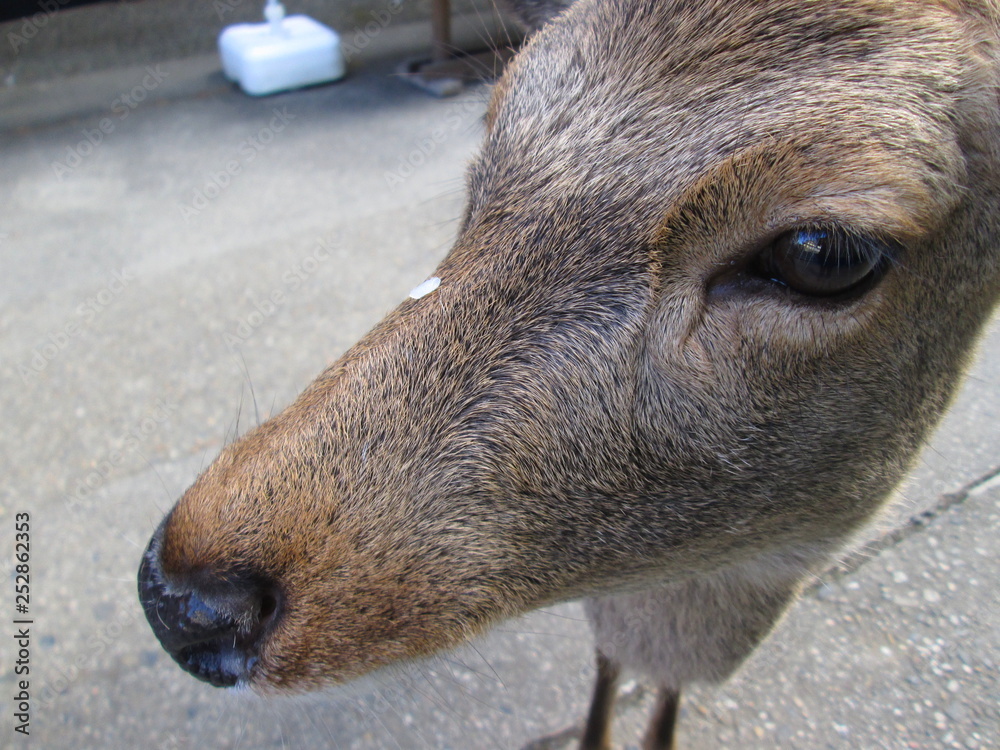 Fototapeta premium 鹿