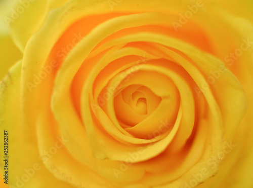 texture of natural fresh yellow rose flower close up as a background for a card for a holiday birthday  Valentine s Day  Mother s Day  Father s Day