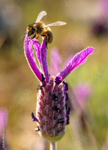 Abelha de mel em flor de lavanda