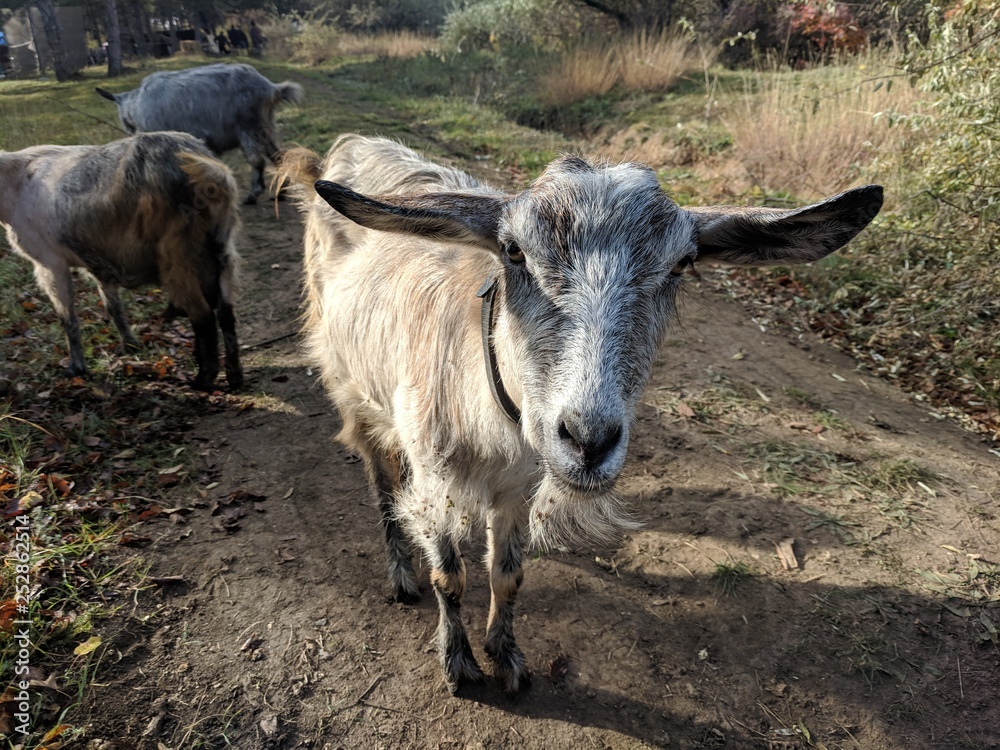 Goat on farm Goat on farm