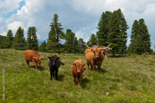 Scottish highland cattle on a grassland, alm, tyrol, austria photo