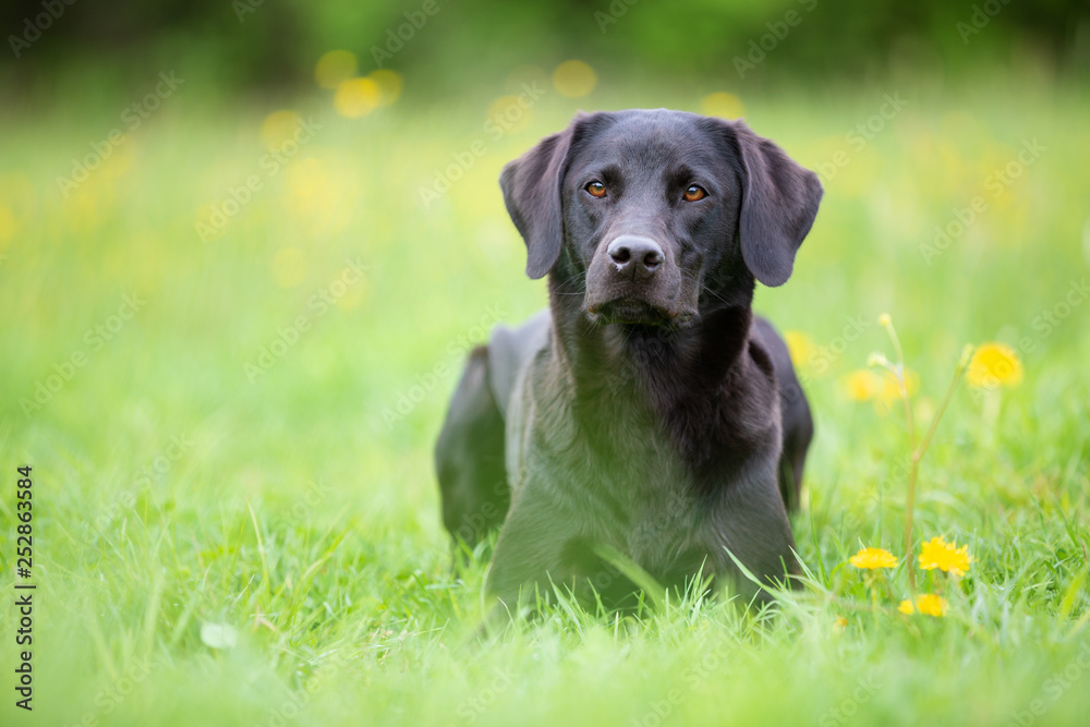 Portrait of a black labrador retriever