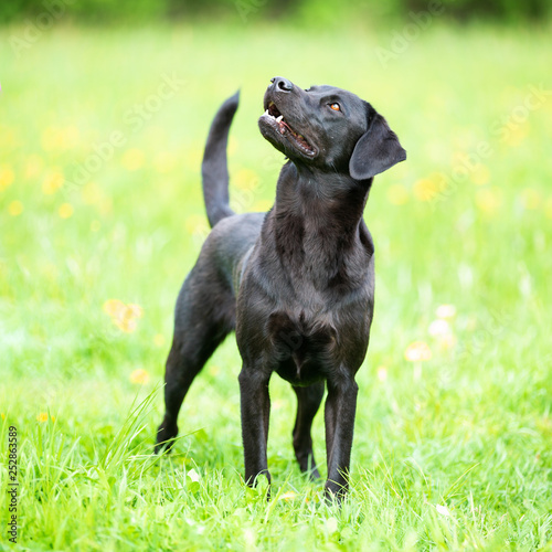 Portrait of a black labrador retriever