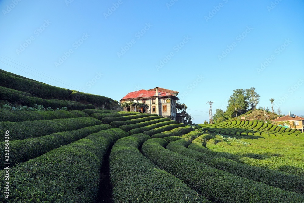 Beautiful tea garden close up in black sea region, Rize, Turkey