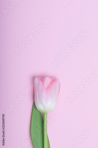Spring flowers. One pink tulip on a pink background. © f2014vad