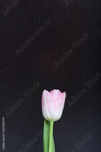 Fototapeta Naklejka Na Ścianę i Meble -  Spring flowers. One pink tulip on a dark background.