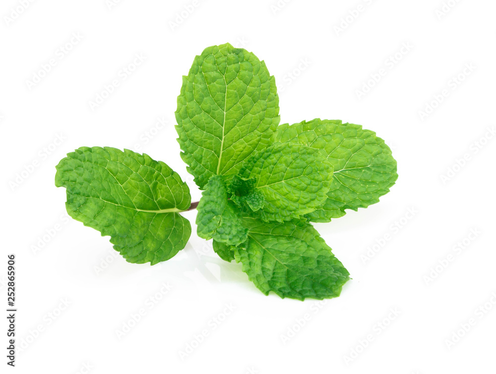 Fresh green mint leaves isolated on white background, Herb and medical concept Fresh green mint leaves isolated on white background, Herb and medical concept
