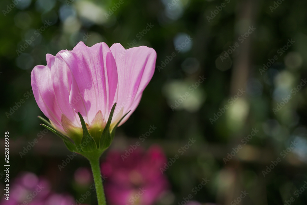 Colorful Cosmos flower blooming in garden. Colorful Cosmos flower blooming in garden.
