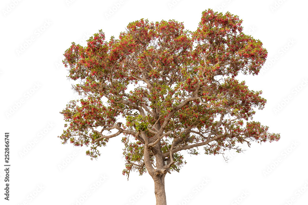 Isolated single colorful tree with clipping path on white background