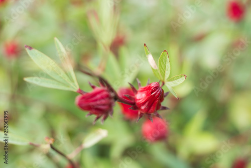 red roselle flowers