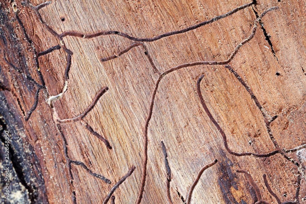 Fototapeta premium abstract texture of termite on wood