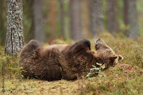 male brown bear lying on his back in the summer forest