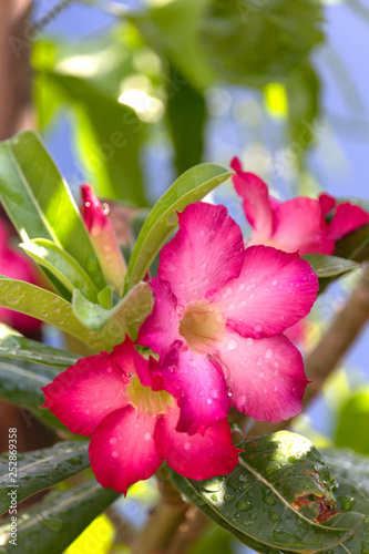 Beautiful pink Adenium obesum is also known as the Desert Rose. It is blooming and there are drops of water on the flowers after rain in garden, vertical view.