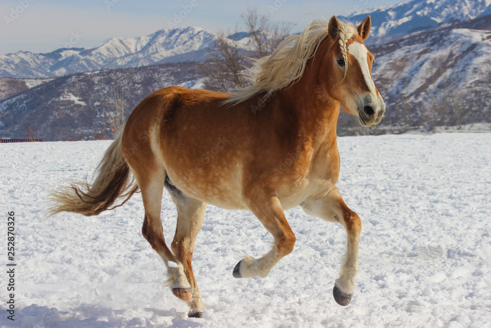 a horse with a white maned breed haflinger runs gallop through the snow in winter a horse with a white maned breed haflinger runs gallop through the snow in winter