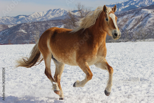a horse with a white maned breed haflinger runs gallop through the snow in winter