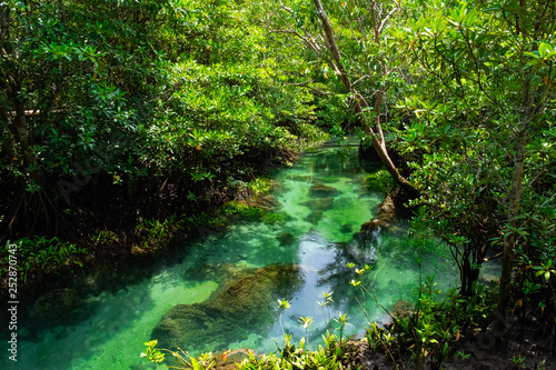 Mangrove forest in Krabi province of Thailand