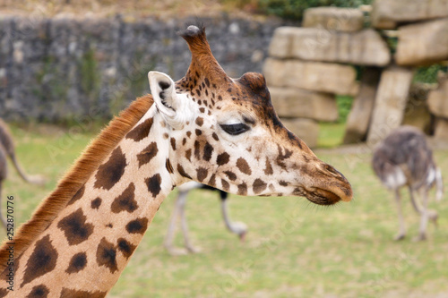 Photography Giraffe portrait, head and face, with ostriches in background